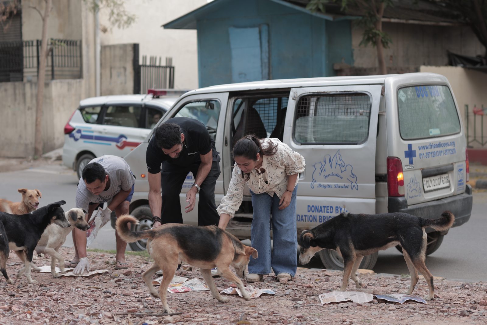 Feeding street dogs with Friendicoes