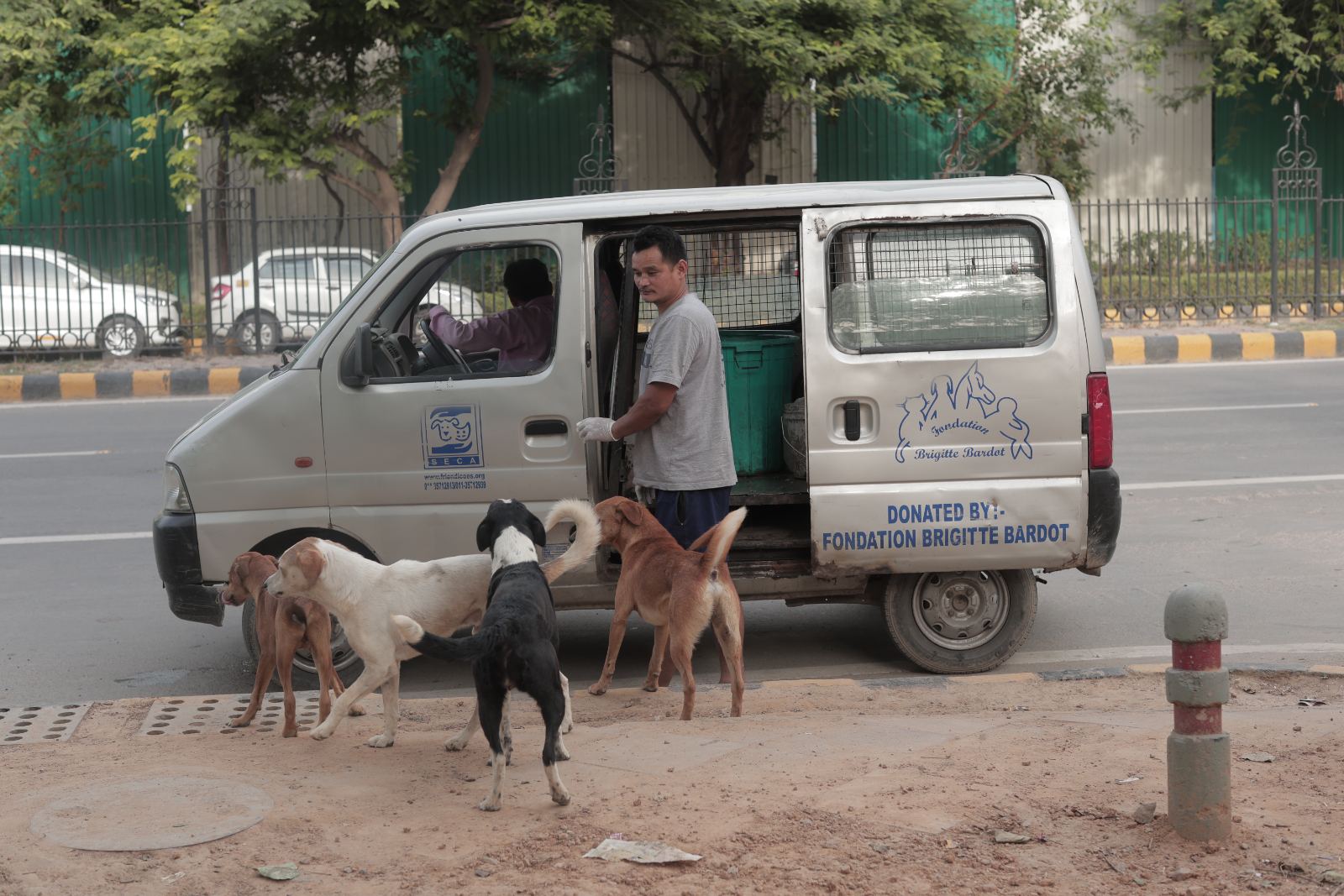 Friendicoes dog van greeted by the strays it feeds